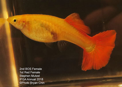 guppy, female, red