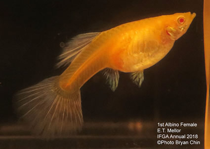 guppy, female, albino