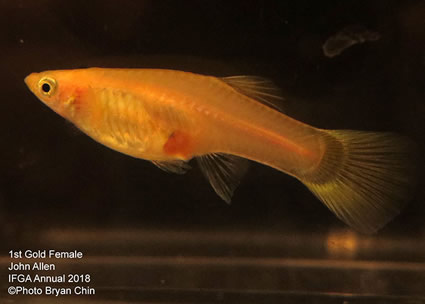 guppy, female, gold, blond