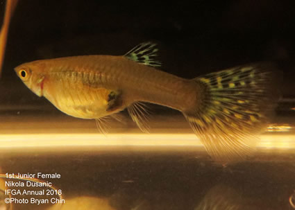 guppy, female, blue, green, bicolor