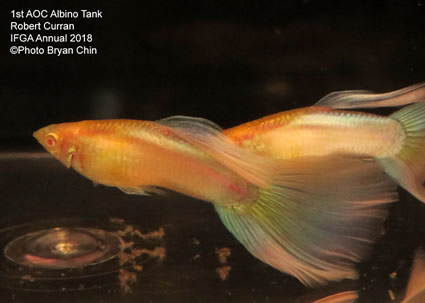 Guppy, albino, moscow