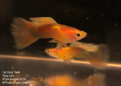 guppy, gold, blond