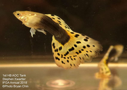 guppy, half black, aoc, bicolor