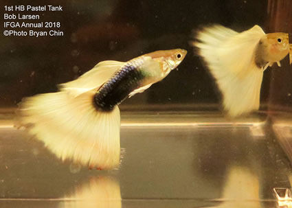 guppy, half black, white, pastel