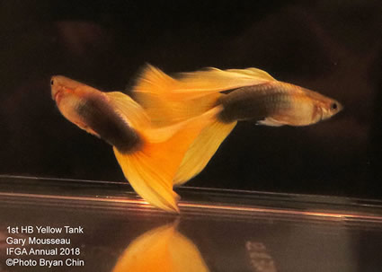 guppy, half black, yellow