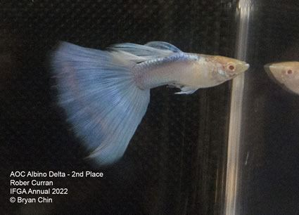 Albino guppy