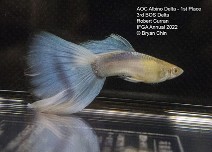 Albino guppy