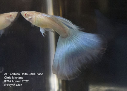 Albino guppy