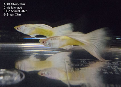 albino guppy