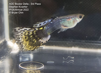 variegated bicolor guppy