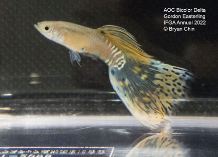 variegated bicolor guppy