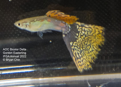 variegated grass bicolor guppy