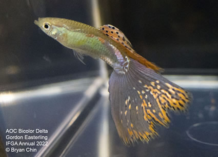 variegated bicolor guppy