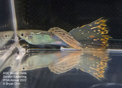 variegated bicolor guppy