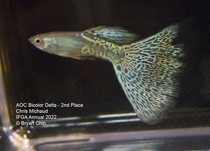 metal bicolor variegated guppy