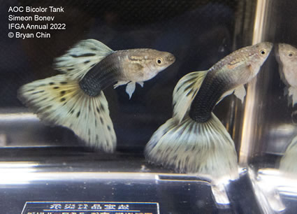 half black bicolor guppy