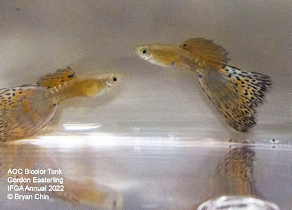 variegated bicolor guppy