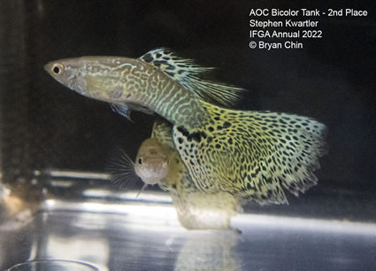 snake zebrinous variegated bicolor guppy