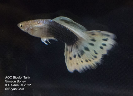 half black bicolor guppy