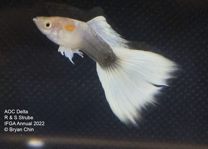 White stoerz guppy mbag