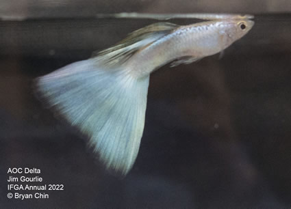 White stoerz guppy