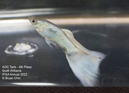 White stoerz guppy