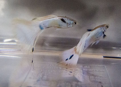 White stoerz guppy