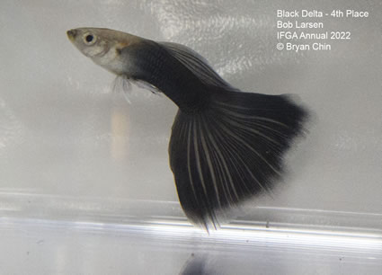 black guppy