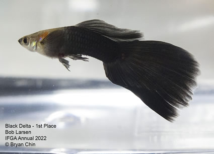 black guppy