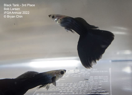 black guppy