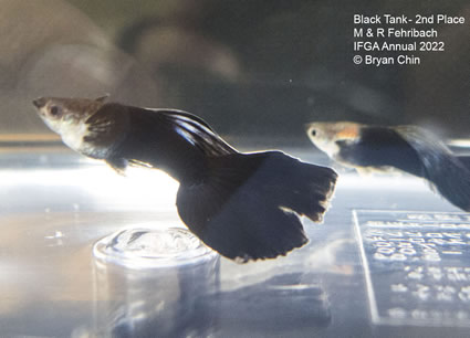 black guppy