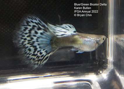 blue green bicolor variegated guppy