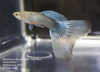 blue green bicolor variegated guppy