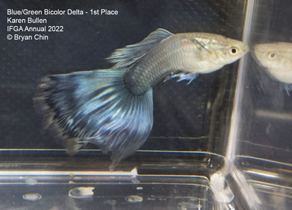 blue green bicolor variegated guppy