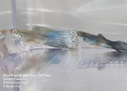 blue green bicolor variegated guppy