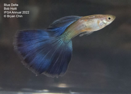 blue guppy