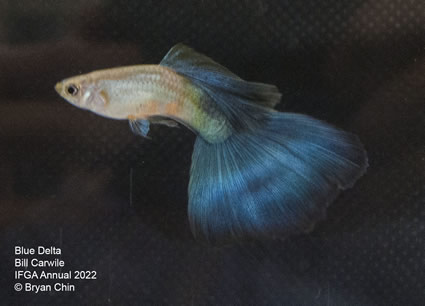 blue guppy