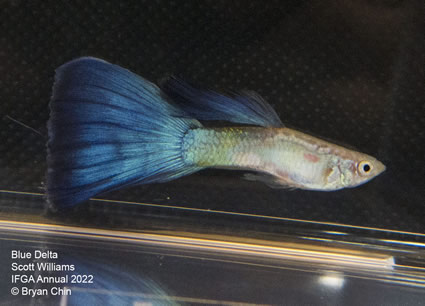 blue guppy