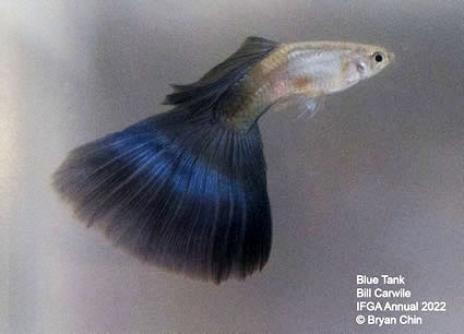 blue guppy