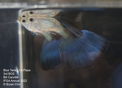 blue guppy