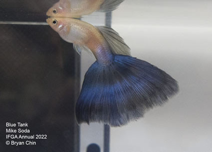 blue guppy