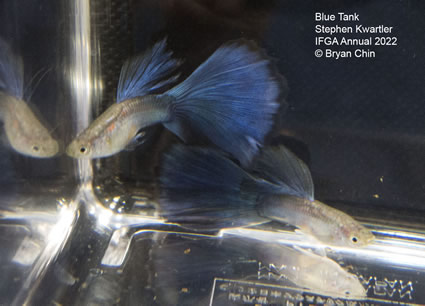 blue guppy