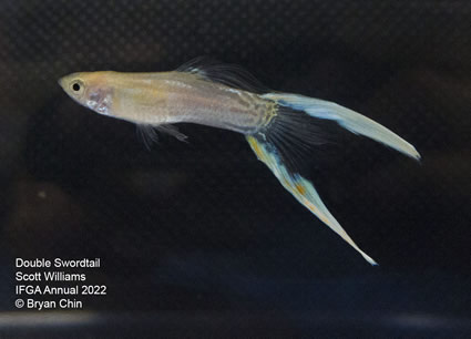 double swordtail guppy