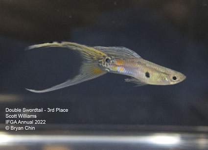 double swordtail guppy