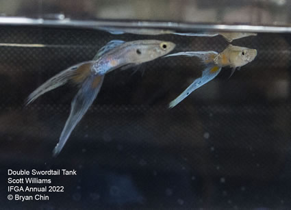 double swordtail guppy