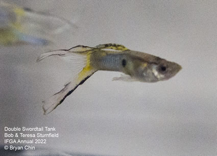 double swordtail guppy