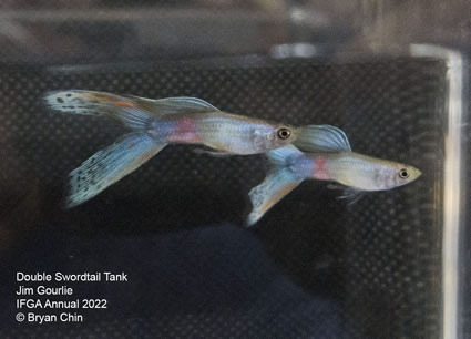 double swordtail guppy