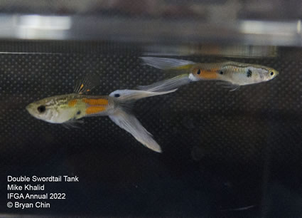 double swordtail guppy