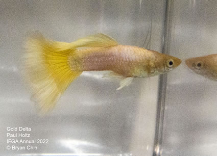 Yellow storez guppy