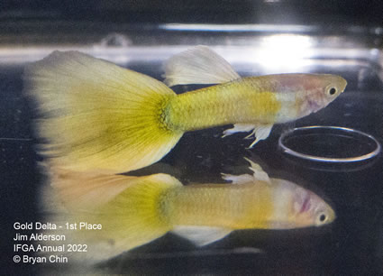 Yellow gold storez guppy